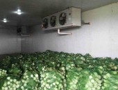 Kho lạnh có thể bảo quản rau - củ - quả trong bao lâu?